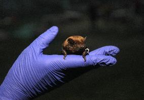Nearly 1000 bats released in Dnipro suburbs