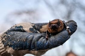 Over 150 rare bats released in Zaporizhzhia