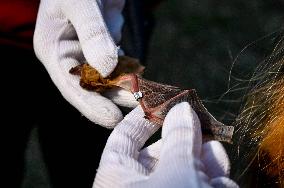 Over 150 rare bats released in Zaporizhzhia