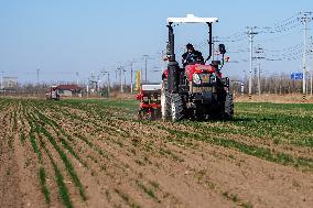 Xinhua Headlines: Spring farming in saline-alkali land boosts China's food security