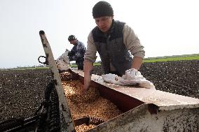 Sowing season in Dnipropetrovsk region