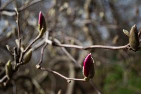 Spring in Oleksandr Fomin Botanical Garden in Kyiv