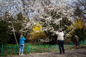 Spring in Oleksandr Fomin Botanical Garden in Kyiv