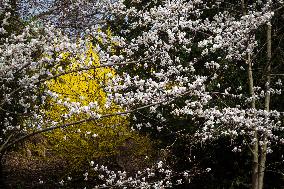 Spring in Oleksandr Fomin Botanical Garden in Kyiv