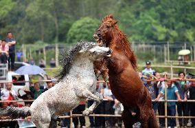 Horse Fight