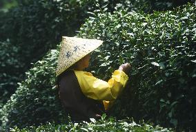 Longjing Tea Picking in Hangzhou
