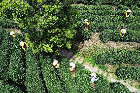 Longjing Tea Picking in Hangzhou