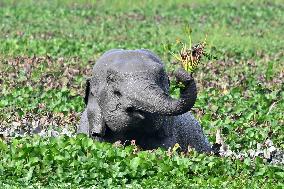INDIA-GUWAHATI-NATURE-ASIATIC ELEPHANTS