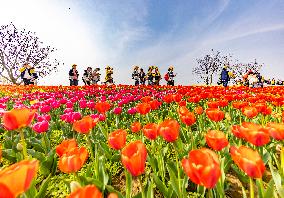 Blooming Flowers at Hongze Lake Wetland Scenic Spot in Suqian