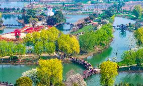 Blooming Flowers at Hongze Lake Wetland Scenic Spot in Suqian