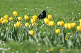 BELGIUM-BRUSSELS-FLOWERS