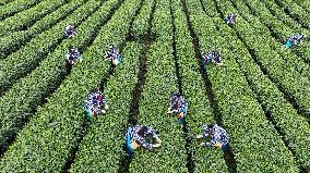Tea Picking in Chongqing