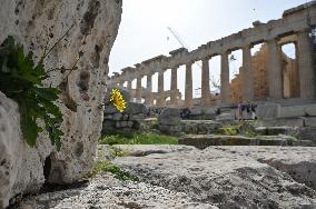 Wild Flowers Blossom In The Acropolis Of Athens