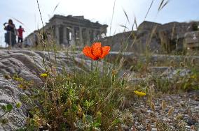 Wild Flowers Blossom In The Acropolis Of Athens