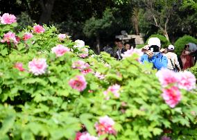 CHINA-HENAN-LUOYANG-PEONY (CN)