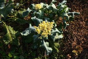 Agriculture In India - Cauliflower - Brassica Oleracea