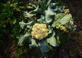 Agriculture In India - Cauliflower - Brassica Oleracea