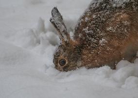 Rabbit In The Snow In Linkoping