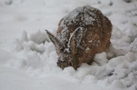 Rabbit In The Snow In Linkoping