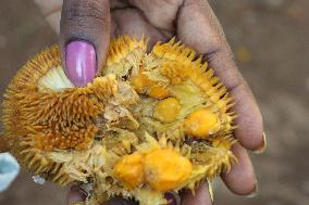 Wild Jack Fruit In Kerala