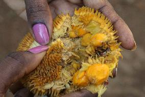 Wild Jack Fruit In Kerala