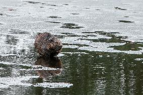 Beavers in town center