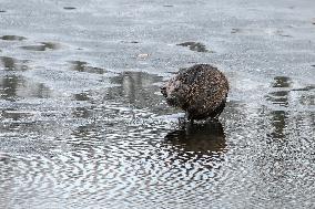 Beavers in town center