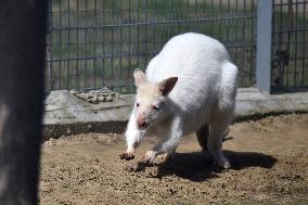 Spring in Podilskyi Zoo