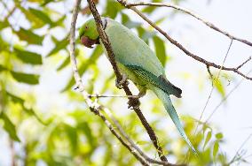 A parrot looks out from its nest in a tree - Ajmer