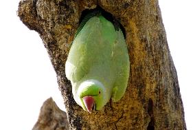 A parrot looks out from its nest in a tree - Ajmer