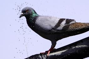 A Pigeon Cool Themselves On A Water Pipe At A Hot Day - Ajmer