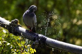 A Pigeon Cool Themselves On A Water Pipe At A Hot Day - Ajmer