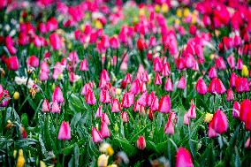 Tulips Blooming - The Hague