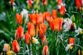 Tulips Blooming - The Hague