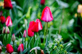 Tulips Blooming - The Hague