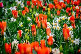 Tulips Blooming - The Hague