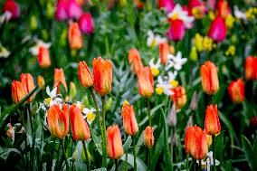 Tulips Blooming - The Hague