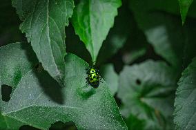 Chrysocoris Purpureus - Jewel Bug - Animal India