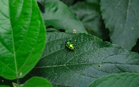 Chrysocoris Purpureus - Jewel Bug - Animal India