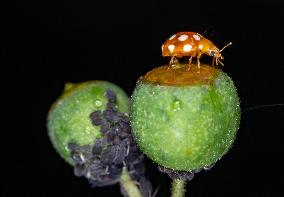Asian Lady Beetles Considered An Invasive Species On A Global Scale - France