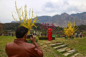 Tourist Visit The  Asia's Largest Tulip Garden