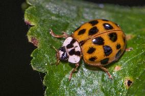 Asian Lady Beetles Considered An Invasive Species On A Global Scale - France