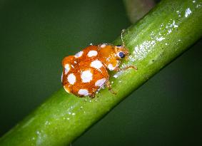 A Vibidia duodecimguttata is a species of ladybird beetle - France