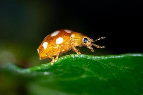 A Vibidia duodecimguttata is a species of ladybird beetle - France
