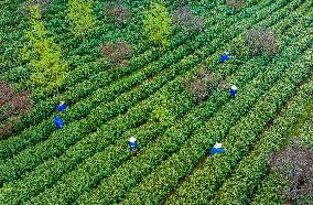 Tea Planting Base in Wuxi