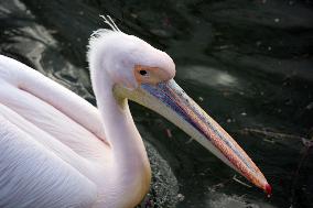 Kharkiv Zoo