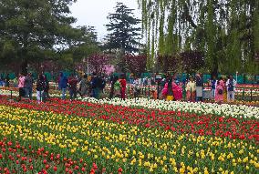 Tourist Visit The Asia's Largest Tulip Garden - India