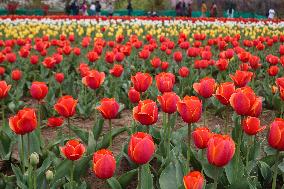 Tourist Visit The Asia's Largest Tulip Garden - India