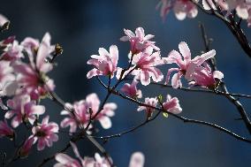 Magnolias bloom in Dnipro