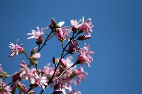 Magnolias bloom in Dnipro